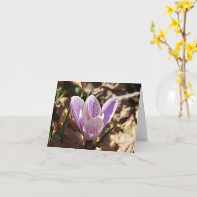 Crocus Emerging card (blank) (Yellow Flower)