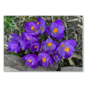 Crocus floral flowers custom reading flashcards table number