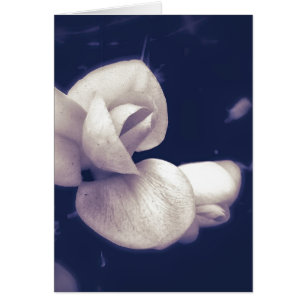 Crocus Flower Blossom in Black and White