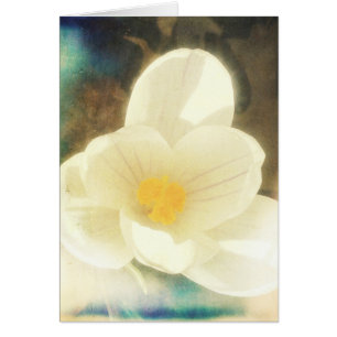 Crocus Flower Grunge