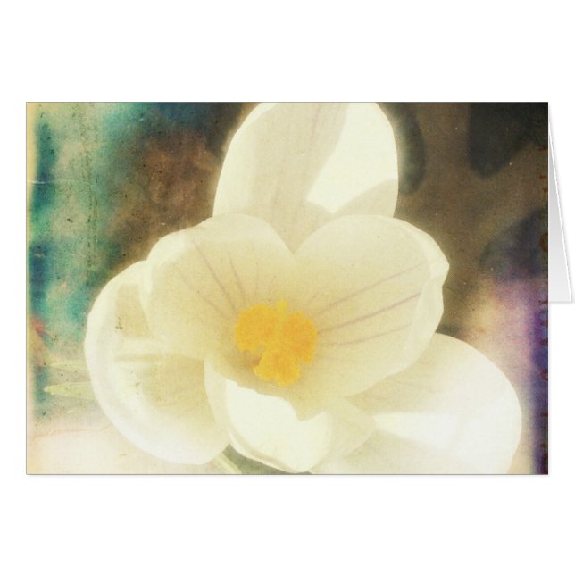 Crocus Flower Grunge (Front Horizontal)