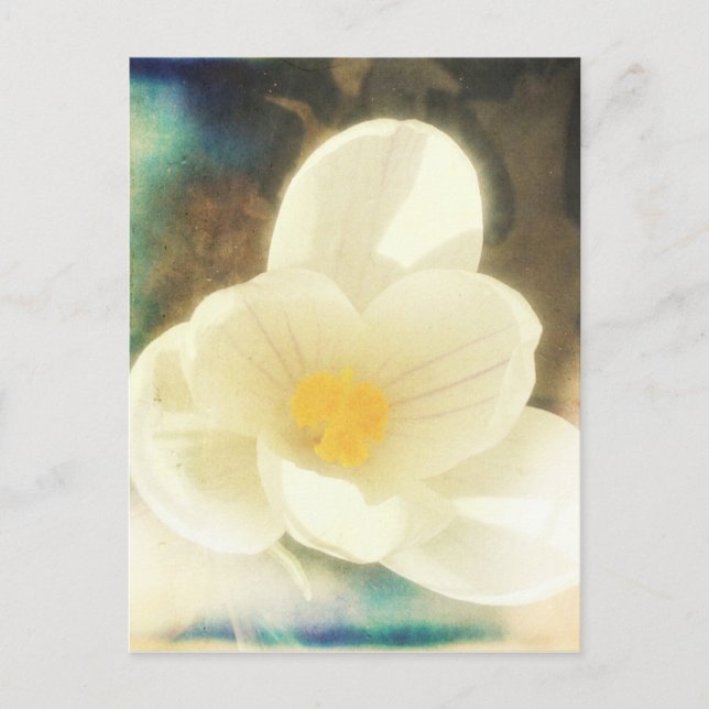 Crocus Flower Grunge Postcard (Front)
