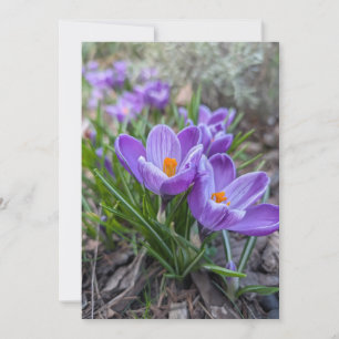 Crocus Flowers Invitation