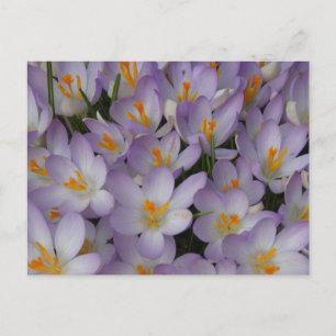 Crocus Flowers Pattern DIY Postcard