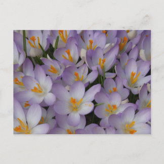 Crocus Flowers Pattern DIY Postcard