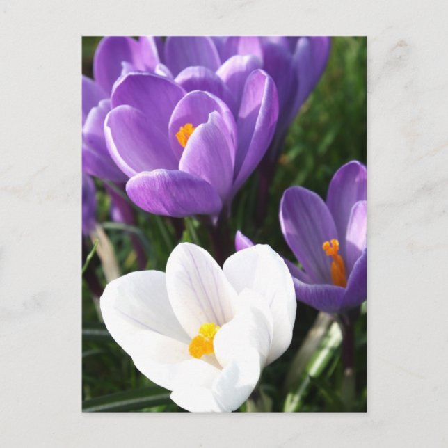Crocus flowers postcard (Front)