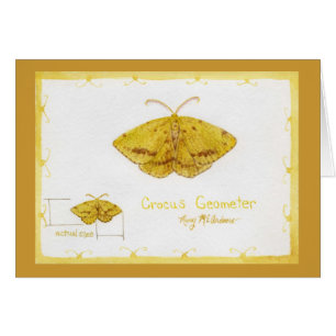 Crocus Geometer Moth watercolor