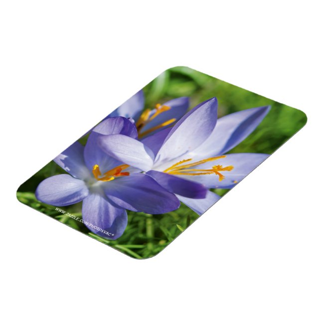 Crocus Magnet (Left Side)