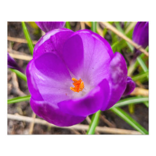Crocus  photo print
