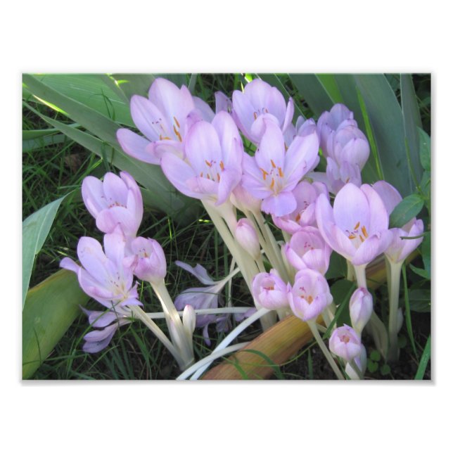 Crocus Photo Print (Front)