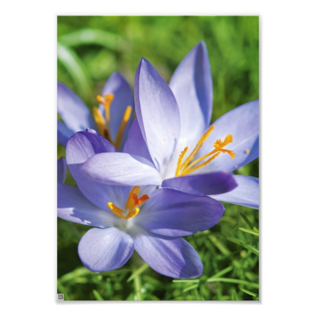 Crocus Photo Print (Front)