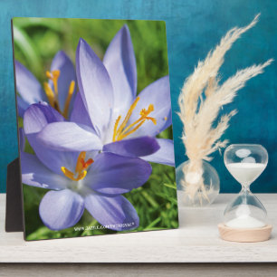 Crocus Plaque