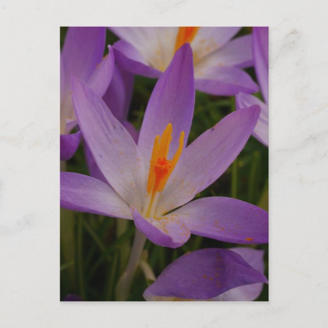 Crocus Postcard (Front)