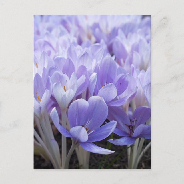 Crocus Postcard (Front)