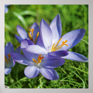 Crocus Poster