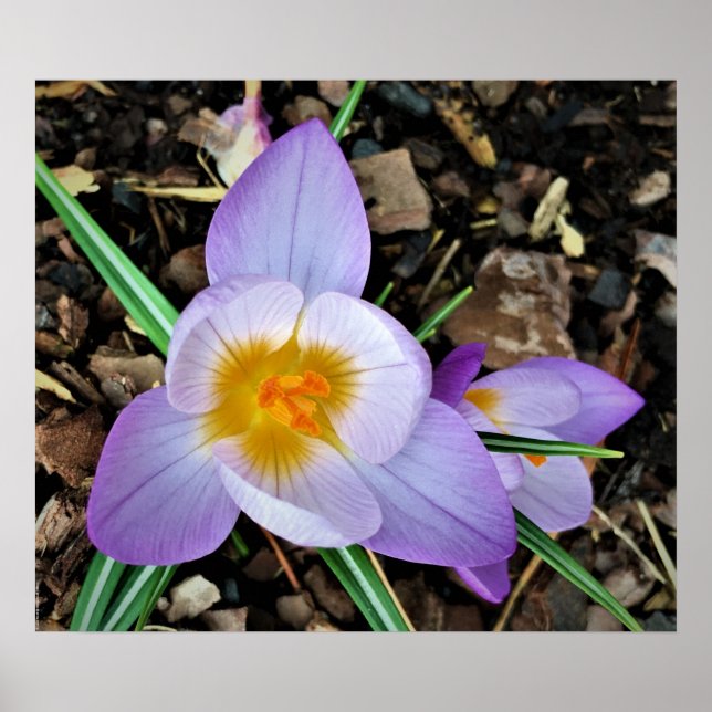 Crocus,  poster (Front)