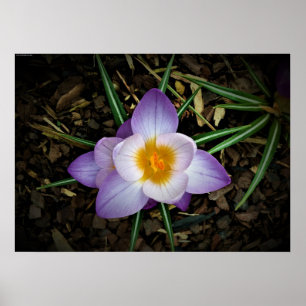 Crocus,  poster