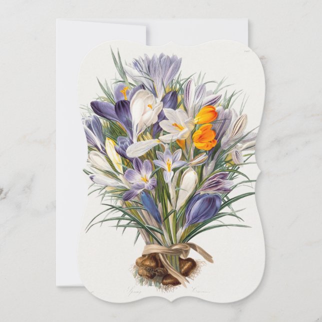 Crocus Spring Flower Botanical Floral Art (Front)