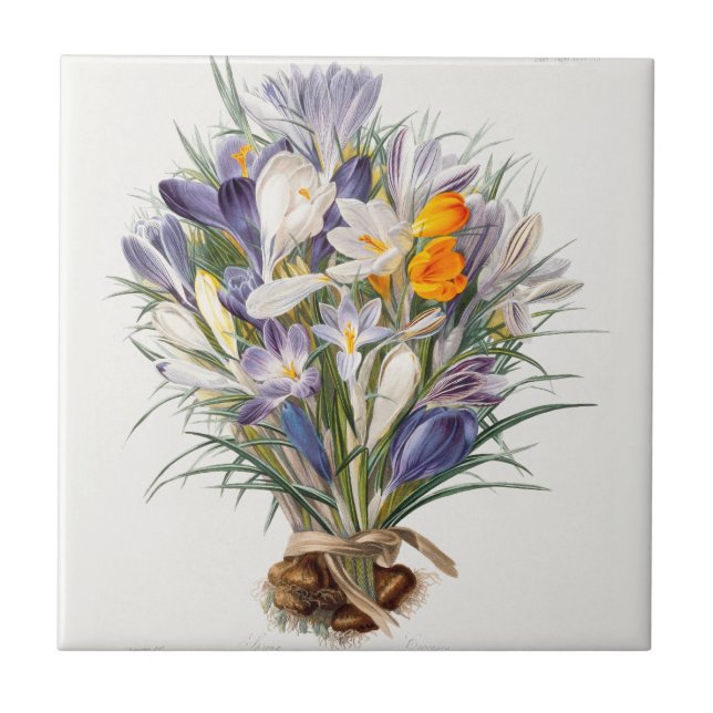 Crocus Spring Flower Botanical Floral Art Ceramic Tile (Front)