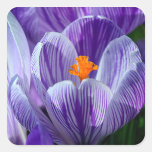 crocus stickers