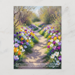 Crocus Symbolism Postcard