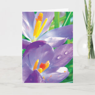 Crocus With Dew Colourful Flower Poetry Card