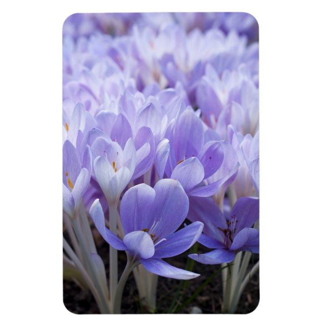 Crocus Wrapped Canvas Print Magnet (Vertical)