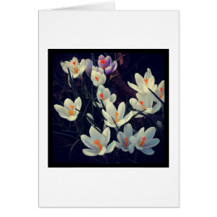 Crocuses