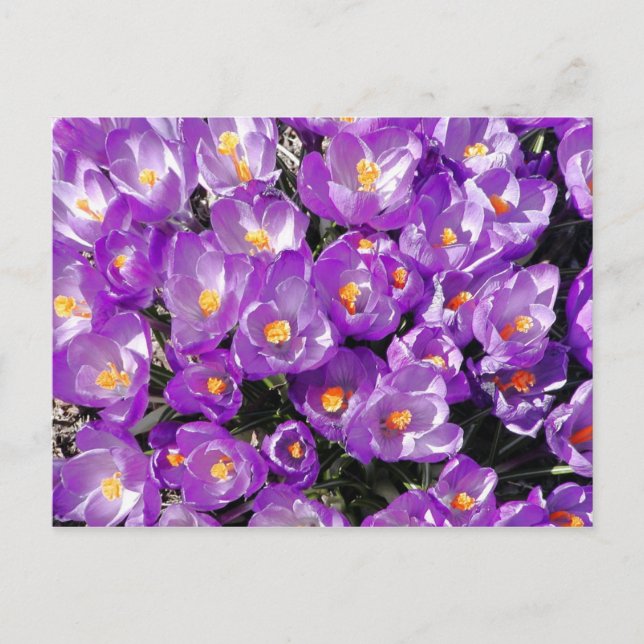 Crocuses Postcard (Front)