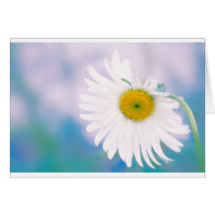 Crooked Daisy