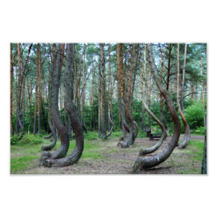 Crooked Forest - Poland Photo Print