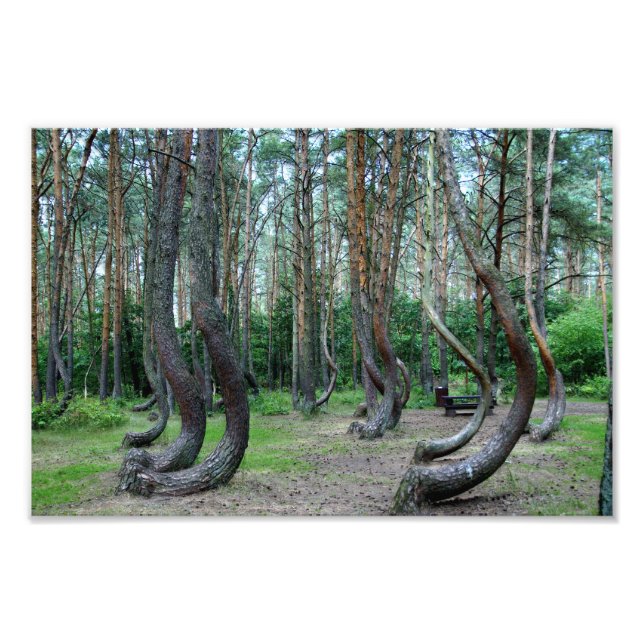 Crooked Forest - Poland Photo Print (Front)