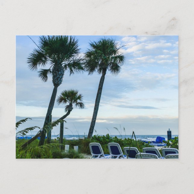 Crooked Palm Trees Postcard (Front)