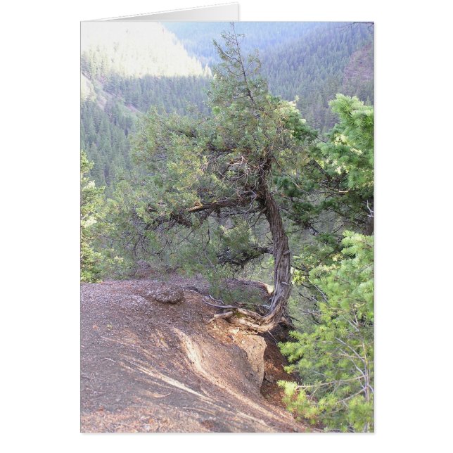 Crooked Tree (Front)