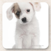 Cross breed puppy (2 months old)