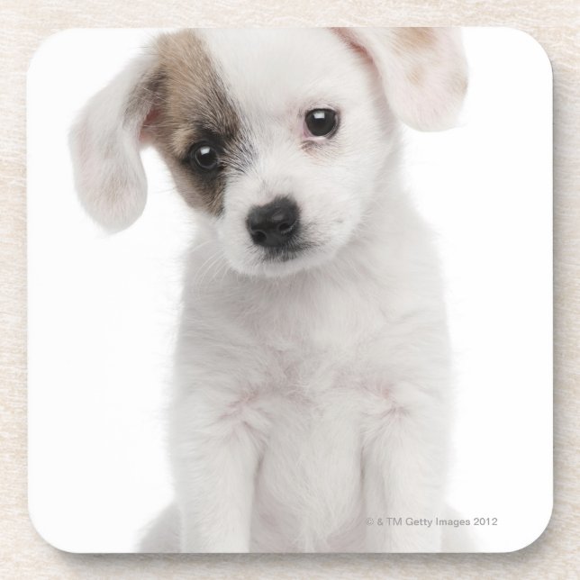 Cross breed puppy (2 months old) coaster (Front)
