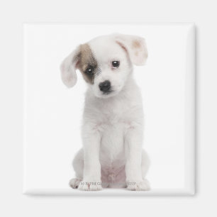 Cross breed puppy (2 months old) magnet