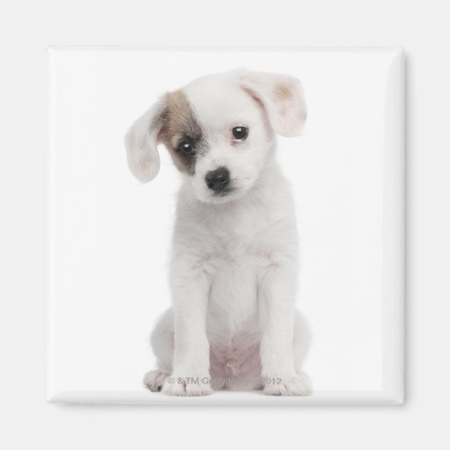 Cross breed puppy (2 months old) magnet (Front)