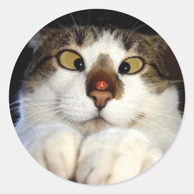 Cross Eyed Cat And Ladybird Classic Round Sticker (Front)
