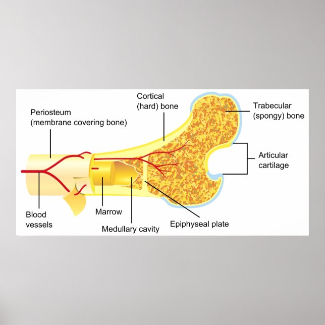 Cross Section Diagram of a General Human Bone Poster (Front)