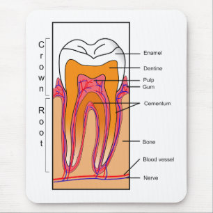 Cross Section Diagram of a Human Tooth Mouse Pad