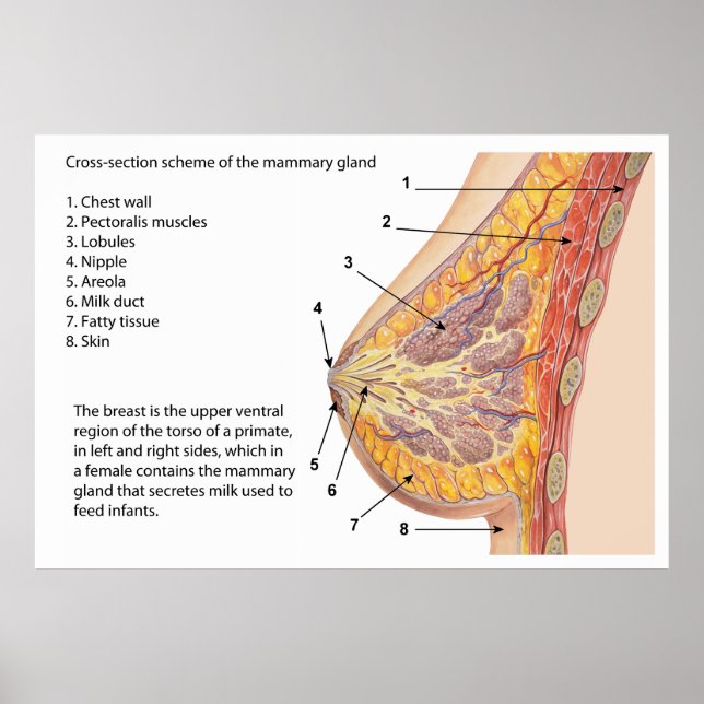 Cross Section Diagram of the Human Mammary Gland Poster (Front)