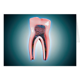 Cross-Section Of A Human Tooth