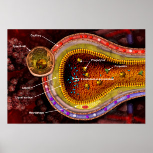 Cross-section of an alveoli in the human lungs poster