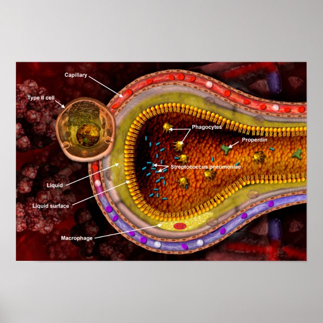 Cross-section of an alveoli in the human lungs poster (Front)