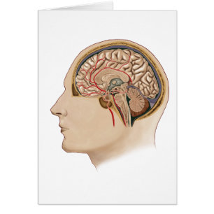 Cross Section Of Brain With Arteries