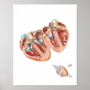 Cross-Section of Heart by Frank H. Netter, MD Poster