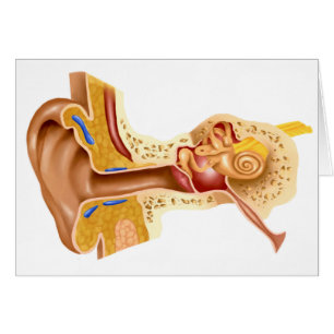 Cross Section Of Human Ear