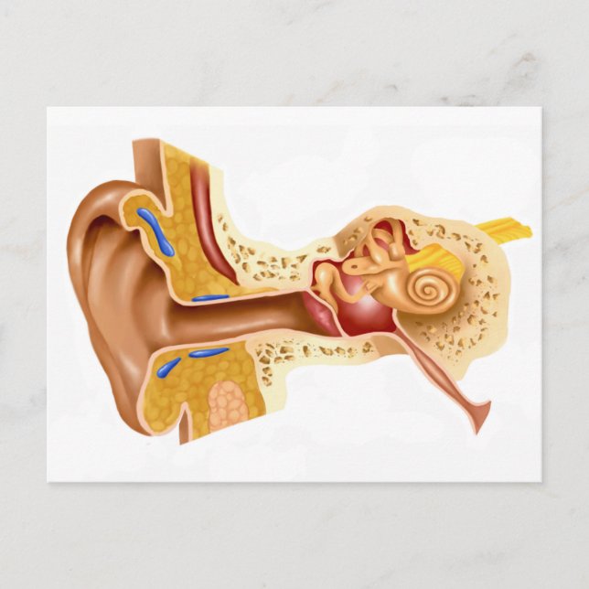 Cross Section Of Human Ear Postcard (Front)