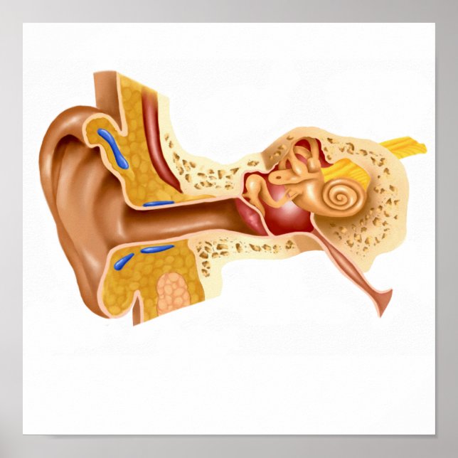 Cross Section Of Human Ear Poster (Front)
